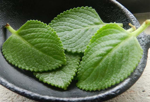 MAKING LEMON BALM SYRUP TO TREAT COUGH