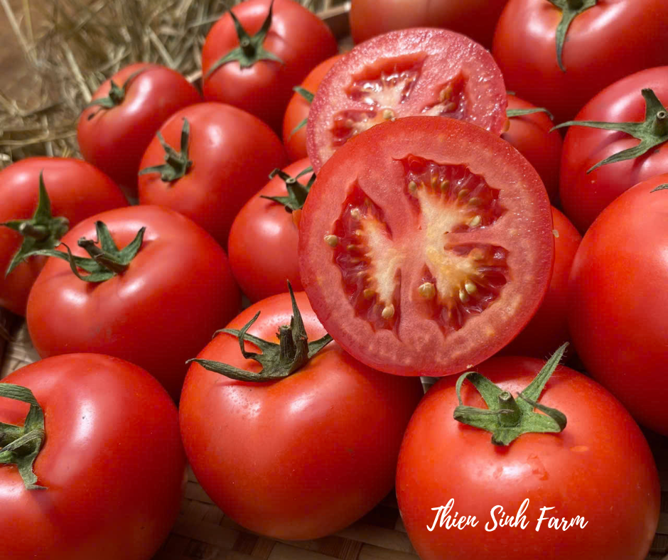 105 Wed-fam Dutch tomato/Cà chua hà lan/大玉トマト(西洋品種)440g