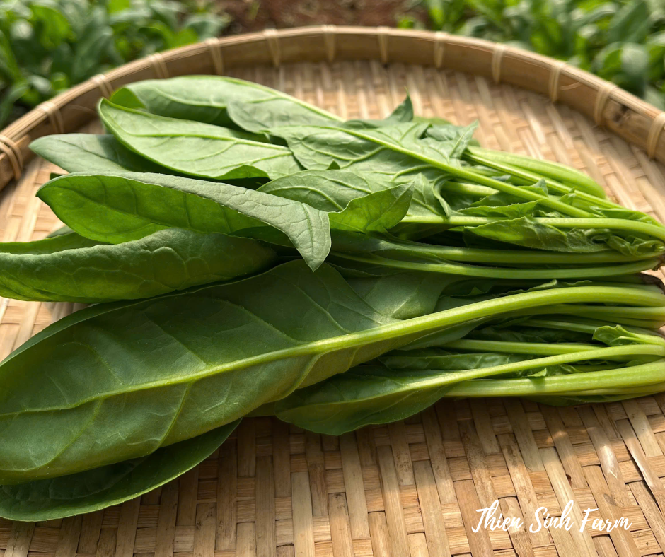 110 Fri-fam Japanese Spinach/Cải bó xôi Nhật/250g