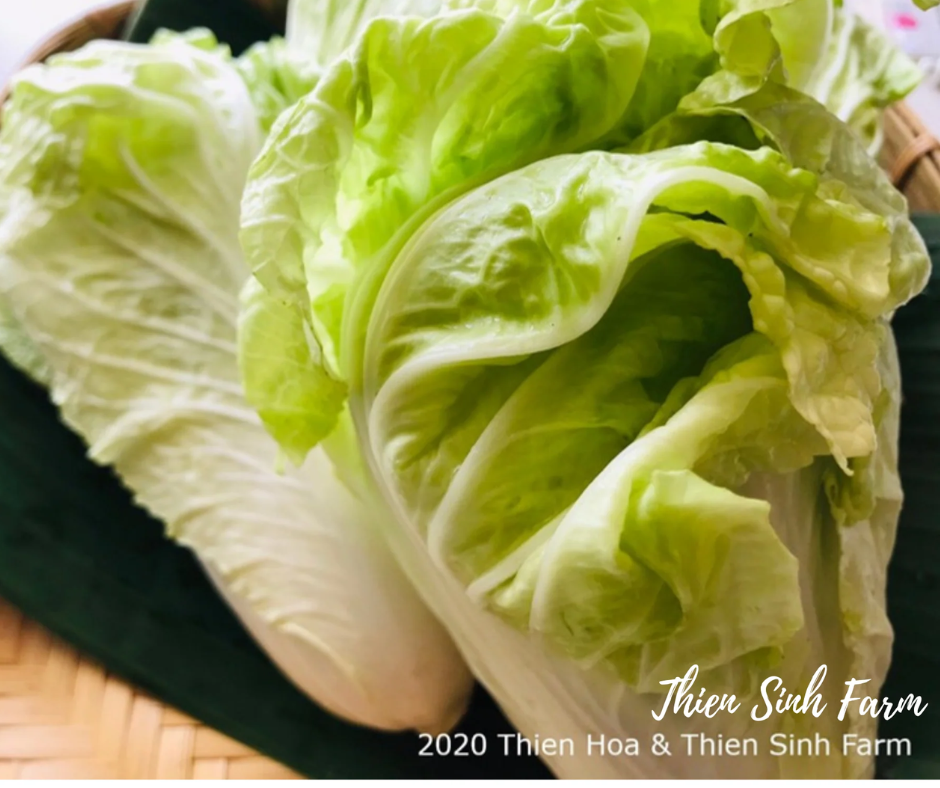 119 Thu-fam Chinese cabbage/Cải bẹ dún/白菜500g