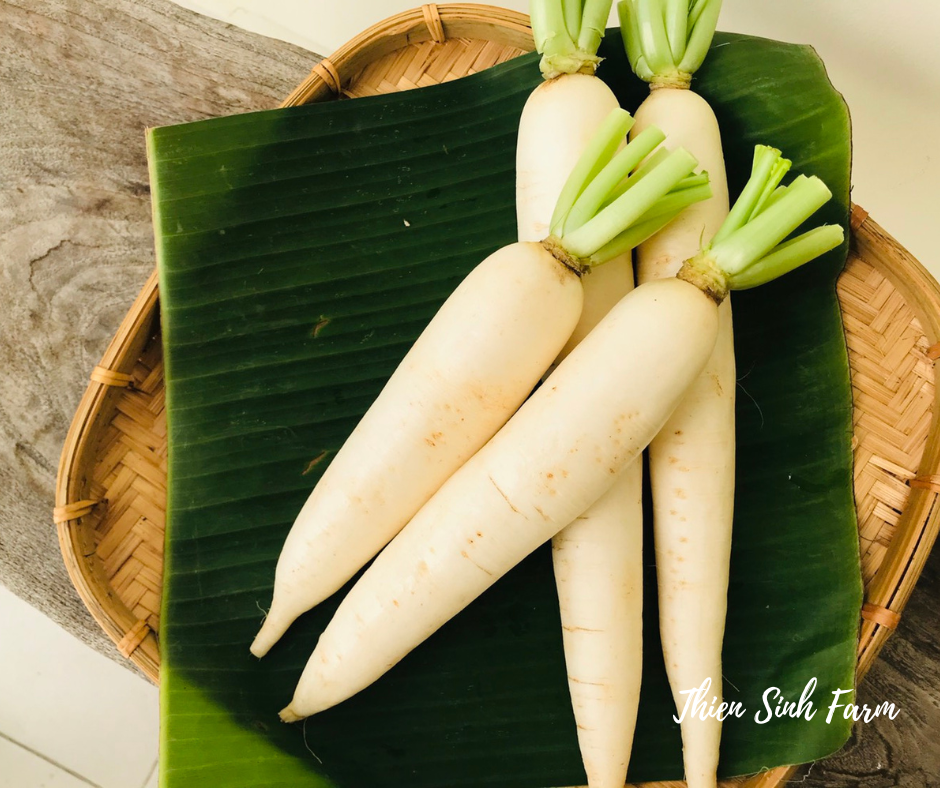 123 Thu-fam White radish/Củ cải nhật trắng/大根400g