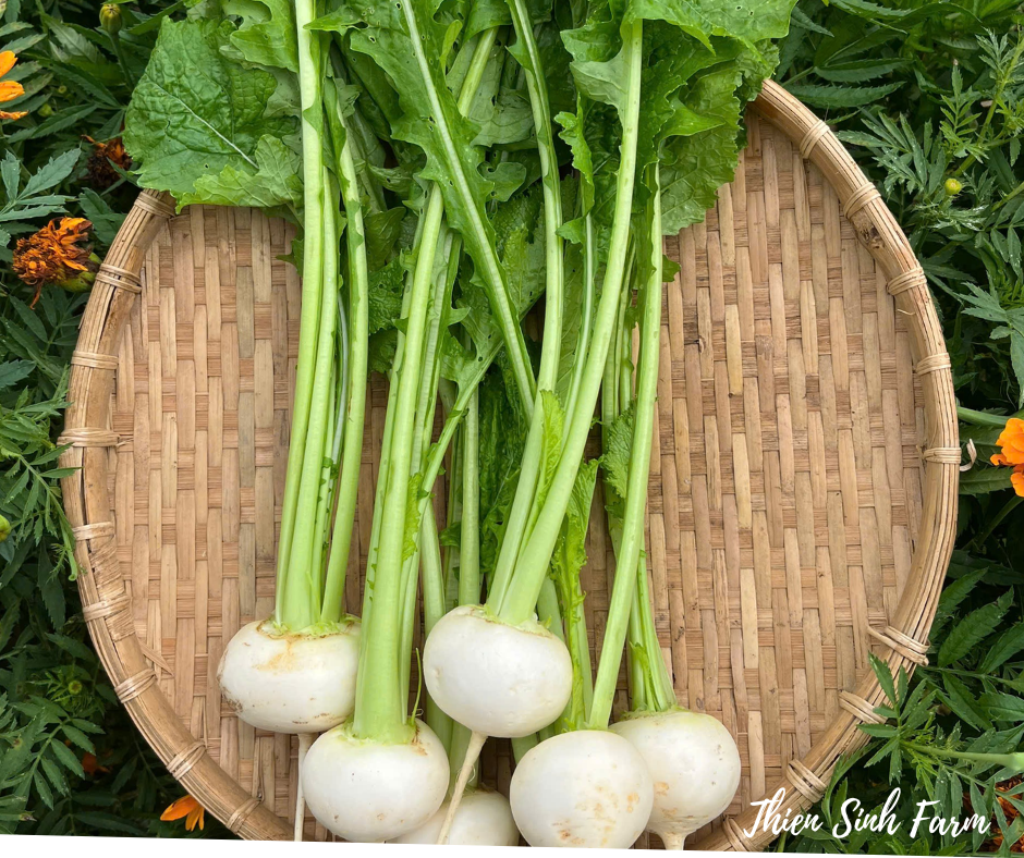 124 Fri-fam Turnip/Củ cải trắng tròn/小かぶ250g