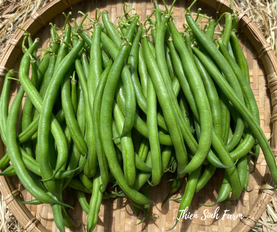 130 Thu-fam JP green bean/Đậu leo nhật/インゲン(細)200g