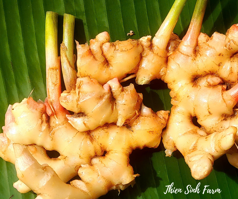 135 Thu-fam Ginger/Gừng/生姜100g