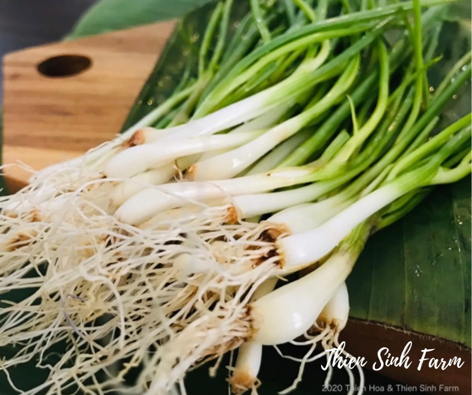 137 Thu-fam Fine green onion/Hành lá/万能ねぎ96g