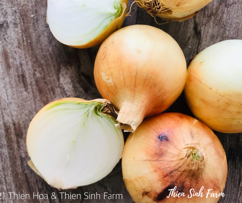 139 Fri-fam Onion/Hành tây khô/玉ねぎ500g
