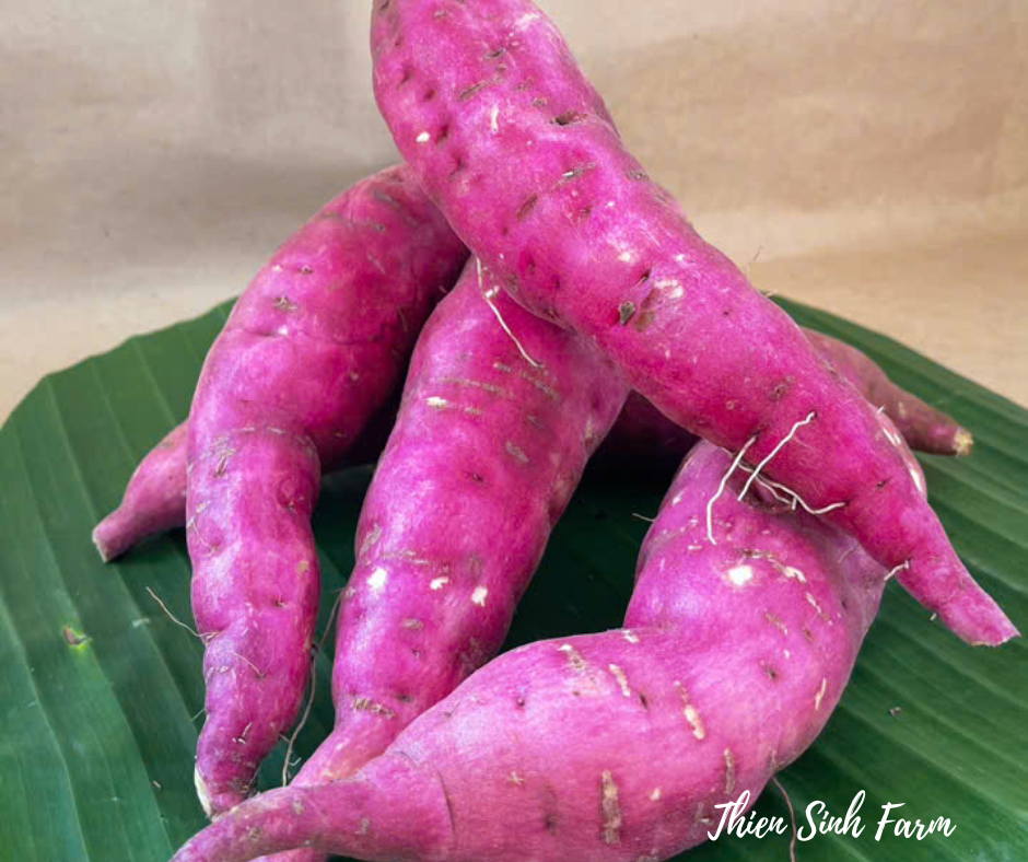 142 Thu-fam Sweet potato/Khoai lang nhật/サツマイモ500g
