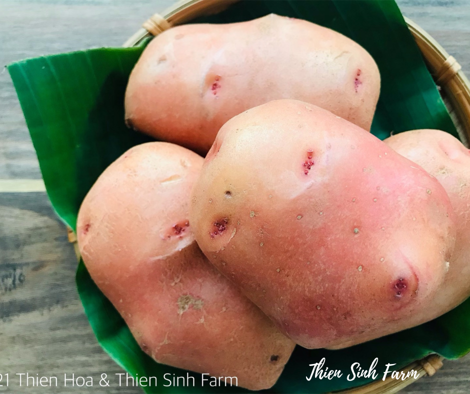 144 Thu-fam Potato /Khoai tây /ジャガイモ 500g