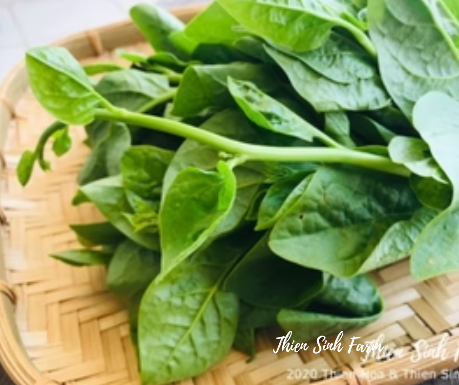 145 Thu-fam Malabar spinach/Mồng tơi/ツルムラサキ300g