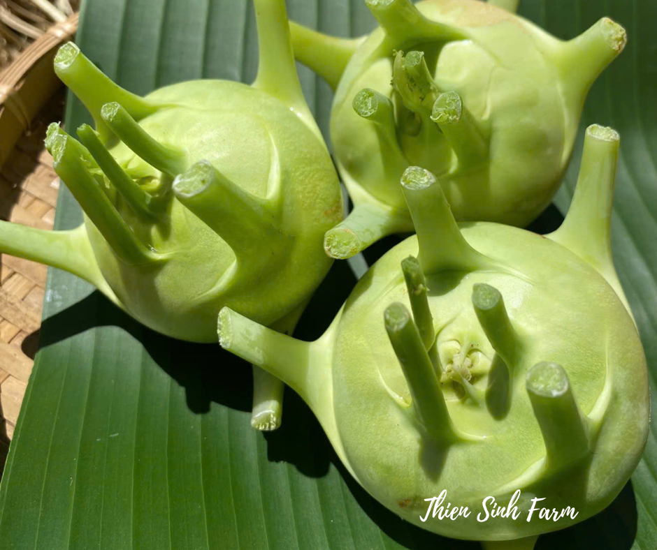 156 Thu-fam Kohlrabi/Su hào/コールラビ400g