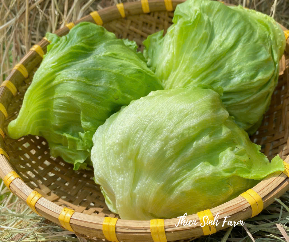 160 Thu-fam Iceberg lettuce/Xà lách cuộn/レタス300g