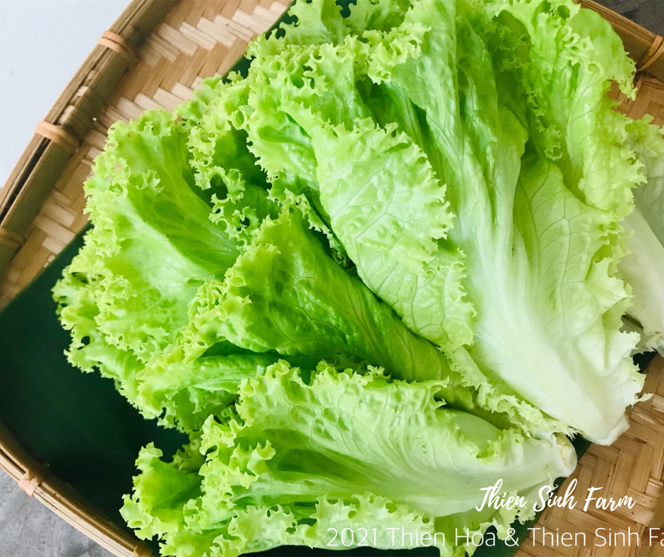 161 Thu-fam Green batavia lettuce/Xà lách ria/リーフレタス300g