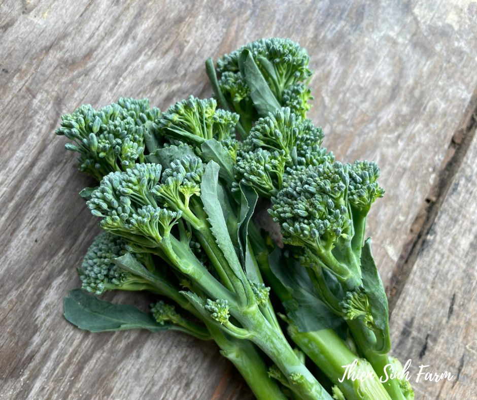 169 Thu-fam Baby Broccoli/Súp lơ xanh Baby/芽ブロッコリー250g