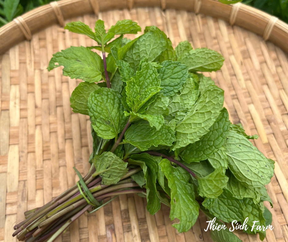 173 Wed-fam Peppermint /Húng lủi /ペパーミント40g