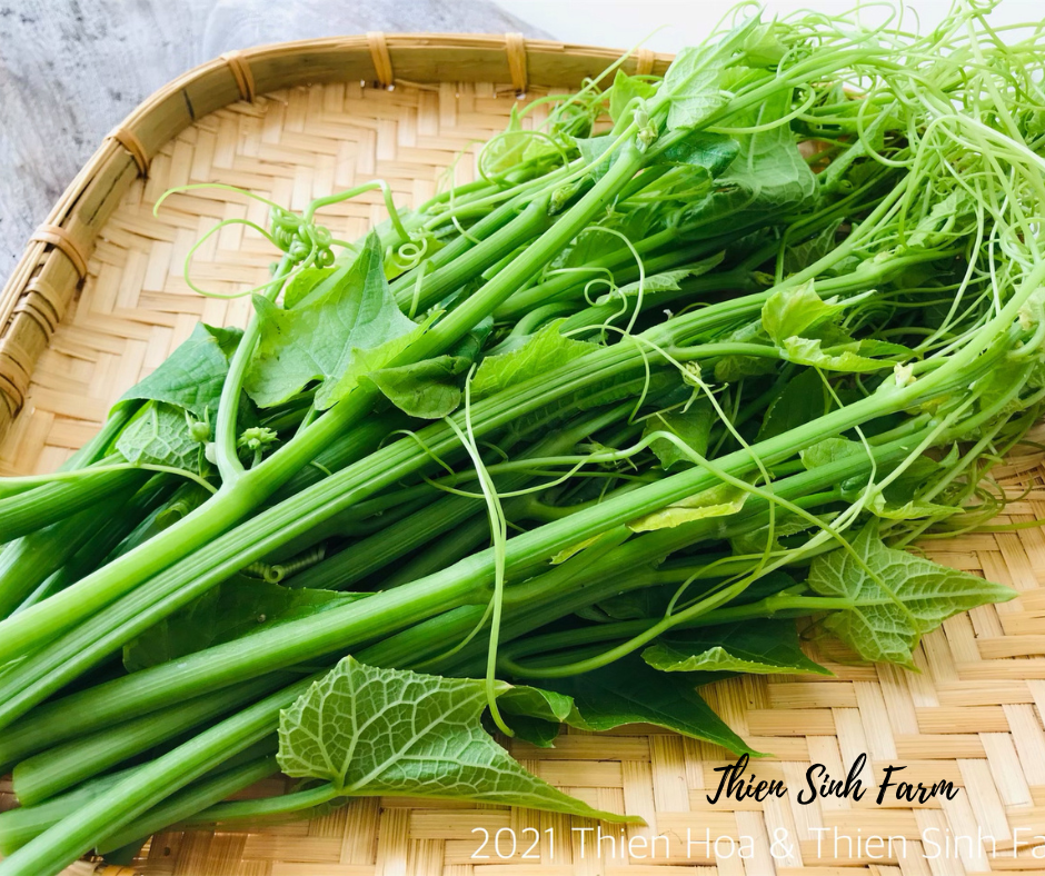 179 Wed-fam Chayote tops/Đọt su su/ハヤトウリの蔓275g