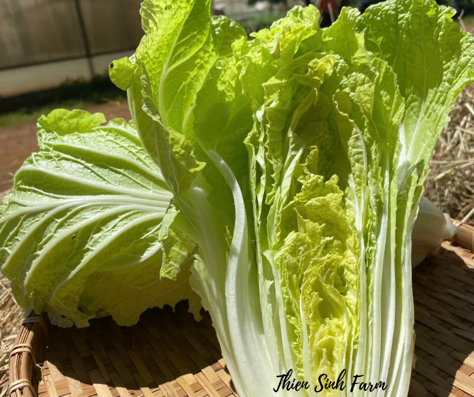 188 Fri-fam Chinese cabbage/Cải thảo/キムチ白菜500g