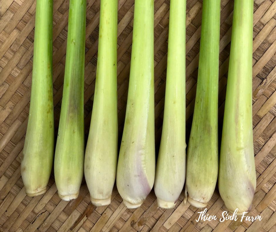 190 Thu-fam Lemongrass/Sả cây/レモングラス100g