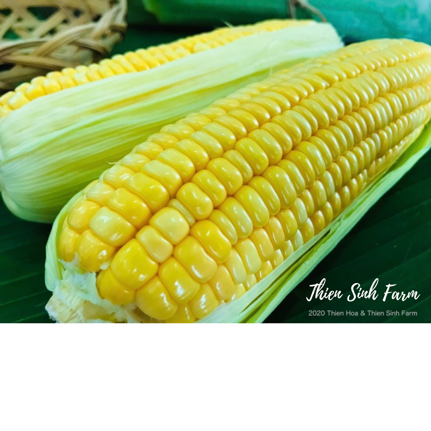 103 Wed-fam Sweet corn/Bắp ngọt/スイートコーン650g