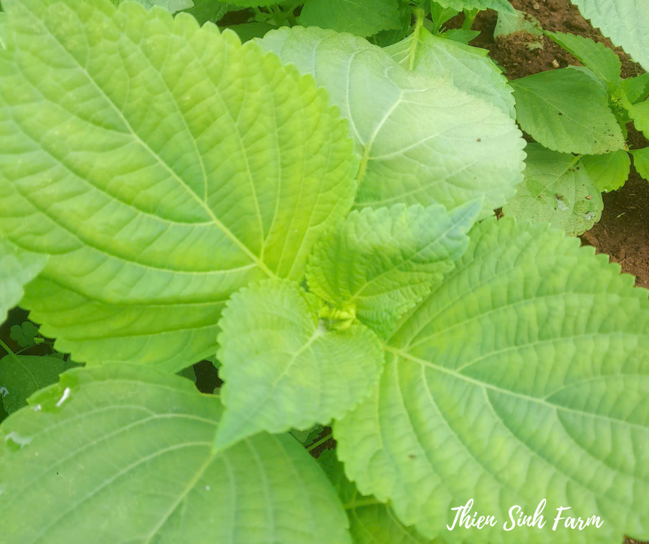 418 Fri-fam Sesame leaves/Lá mè /エゴマの葉 Type B