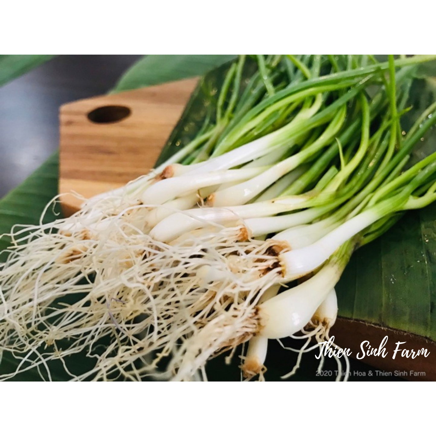 137 Wed-fam Fine green onion/Hành lá/万能ねぎ96g