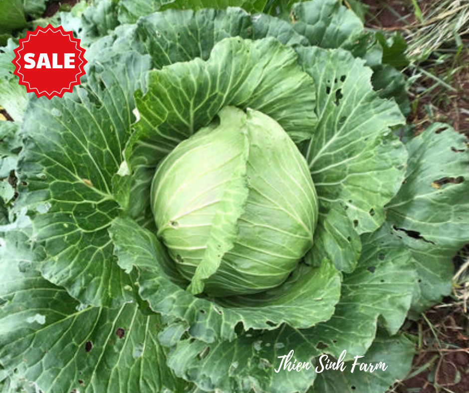 201 Fri-fam Cabbage/Bắp cải/キャベツ1000g