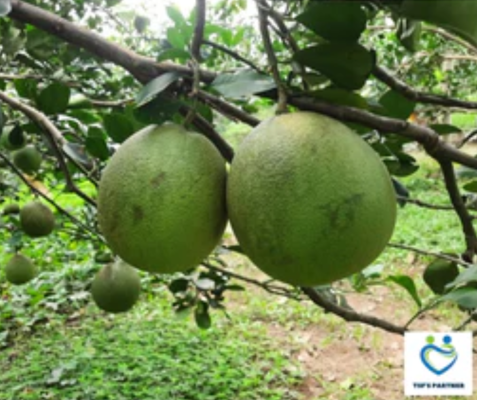 588 Thu-fam Pomelo (with skin)/Bưởi da xanh nguyên quả/ポメロ(外皮付き)(Ms. Be Tu, Ben Tre)1100g