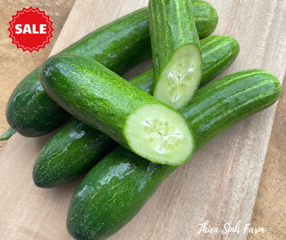604 Tue-fam Cucumber VN/Dưa leo VN/きゅうり (ベトナム種類)1000g