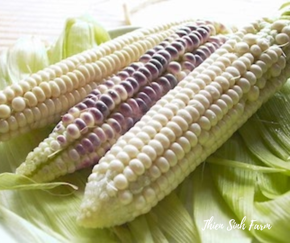 102 Fri-fam Vietnamese corn/Bắp nếp/餅とうもろこし400g