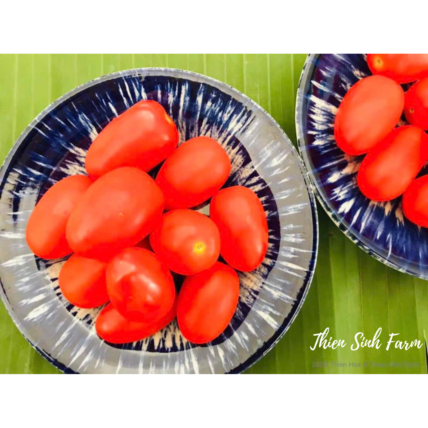 204 Fri-fam Cherry tomato/Cà chua bi/ミニトマト1000g