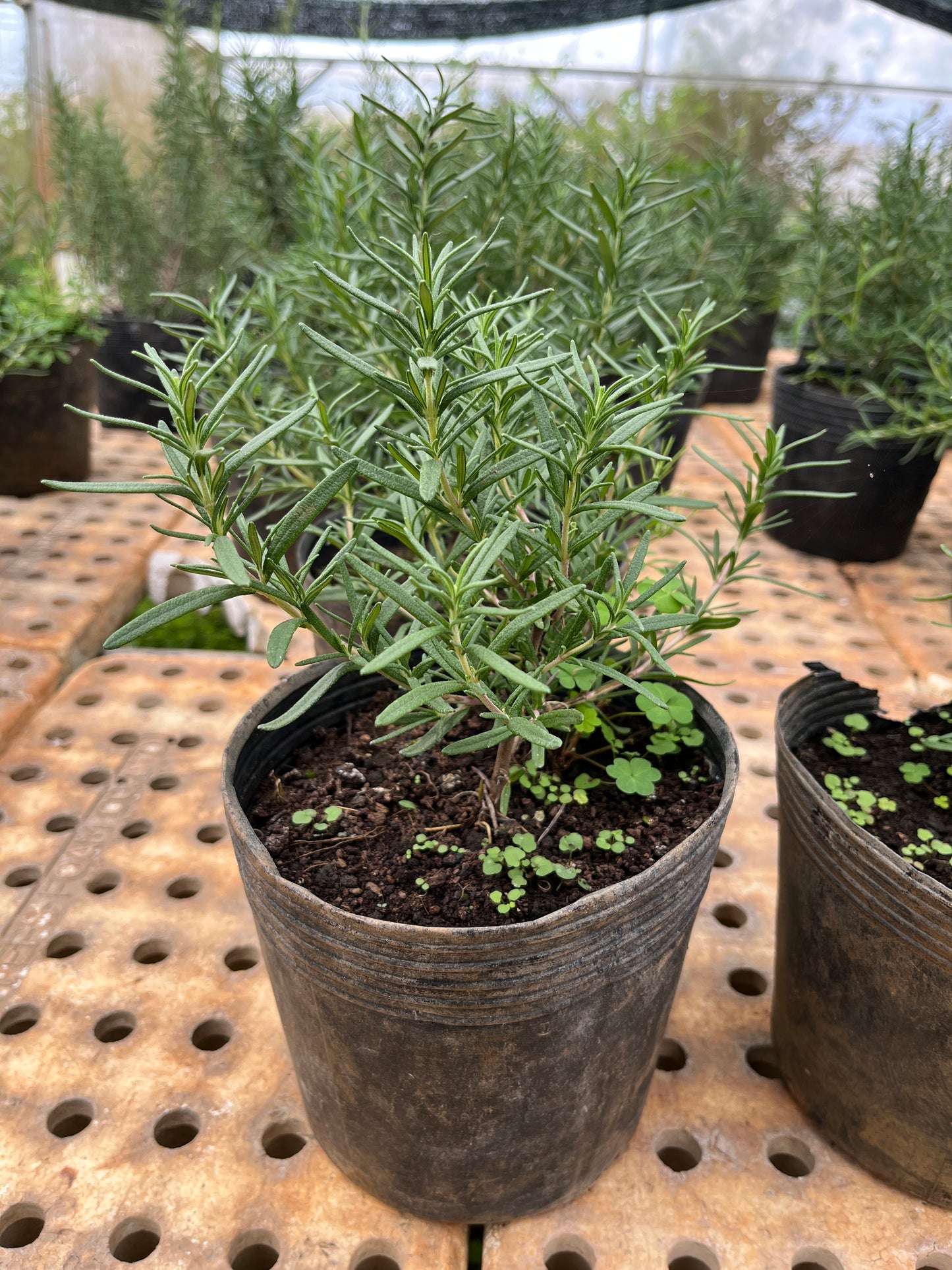 876 All-fam Potted rosemary plant/ Chậu cây hương thảo/ローズマリー鉢植え