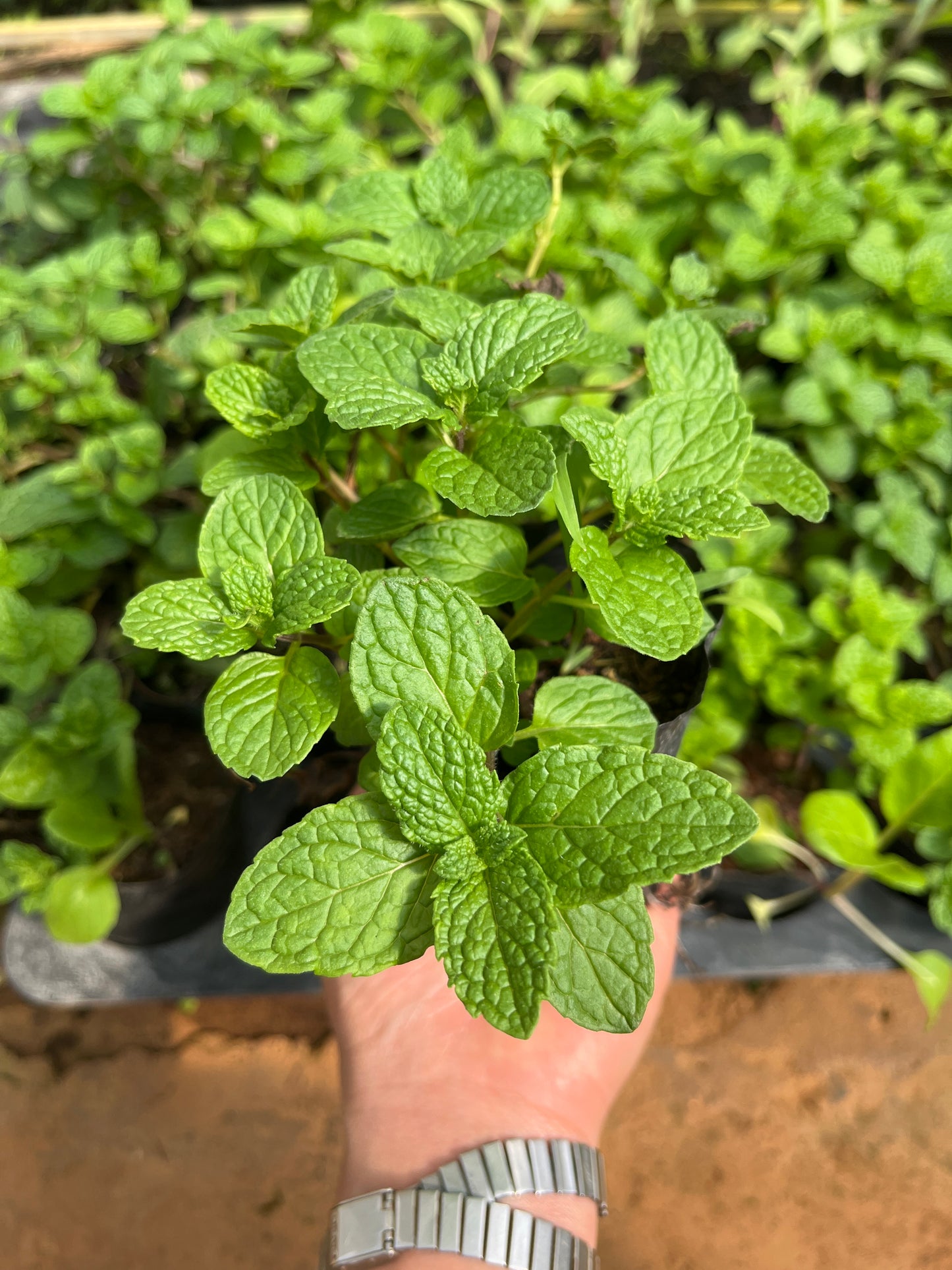 818 All-fam Pepper mint/Húng lủi/ペパーミント Plant