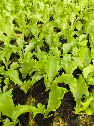 721 All-fam Lettuce nursery/Cây giống xà lách/レタス苗床  (4 Plants)  Price = Eco 20 pointsg