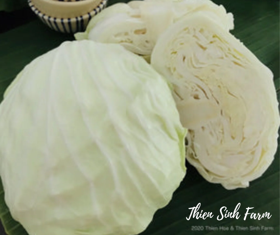 101 Tue-fam Cabbage/Bắp cải/キャベツ600g