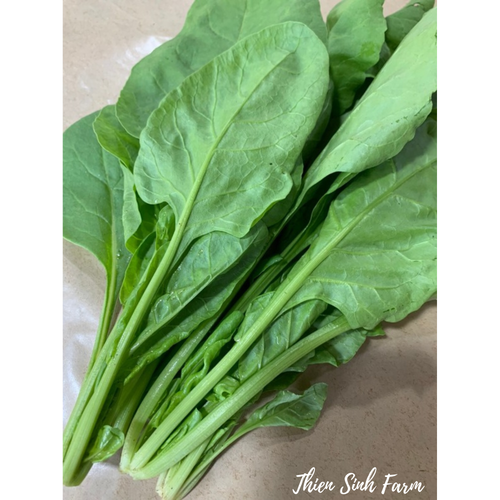 111 Wed-fam Spinach (tropical varieties)/Cải bó xôi nhiệt đới/ほうれん草300g