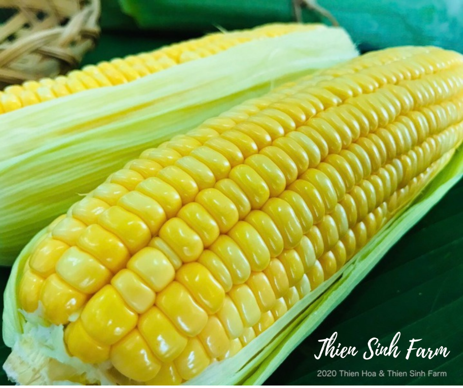 103 Thu-fam Sweet corn/Bắp ngọt/スイートコーン650g