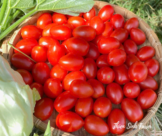 104 Fri-fam Cherry tomato/Cà chua bi/ミニトマト300g