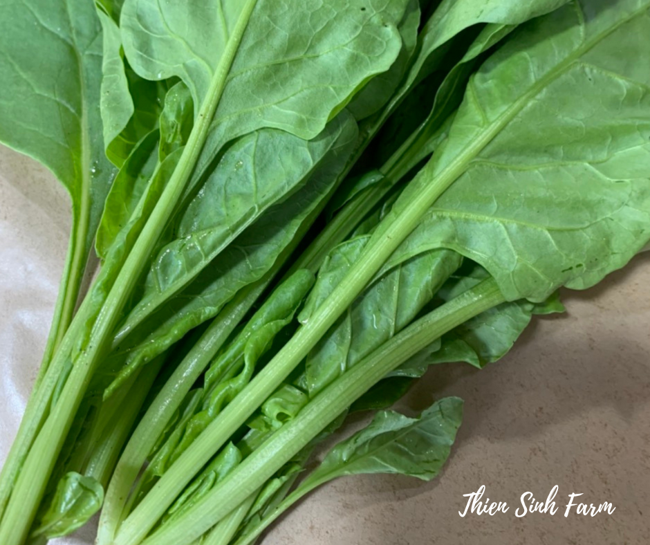 111 Thu-fam Spinach (tropical varieties)/Cải bó xôi nhiệt đới/ほうれん草300g