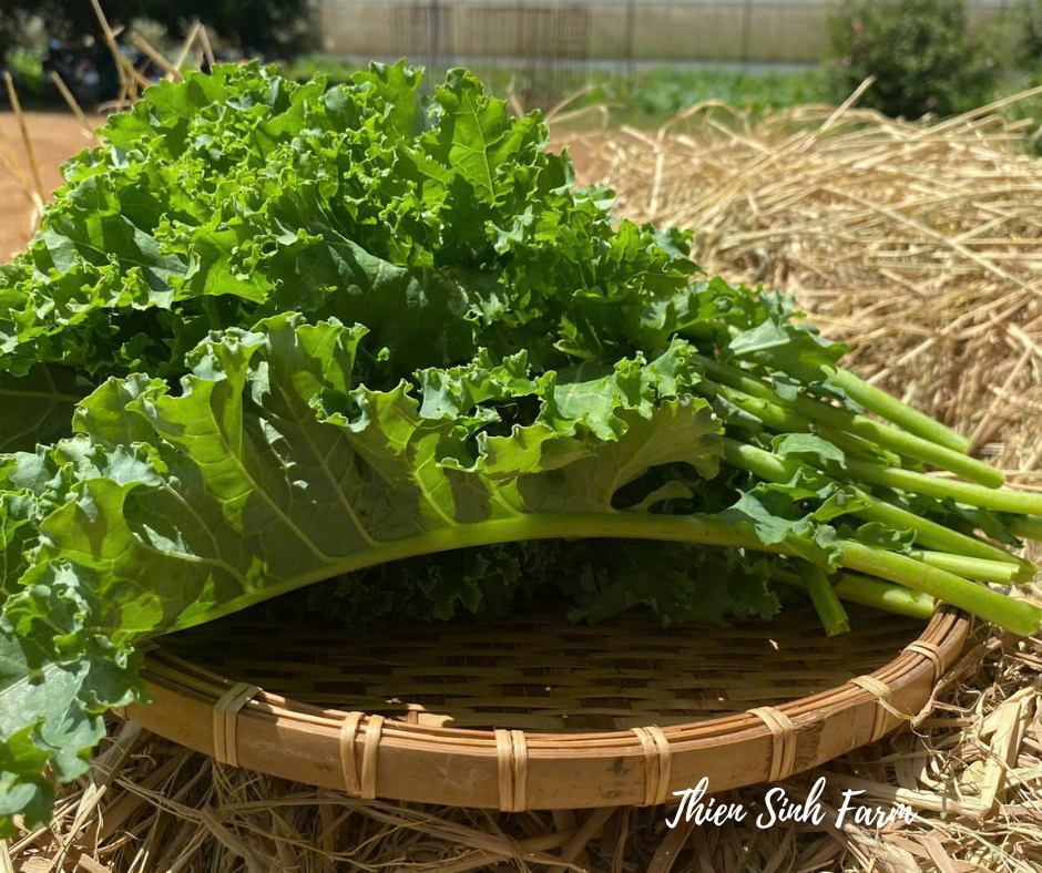 116 Thu-fam Kale/Cải kale xoăn/ケール250g