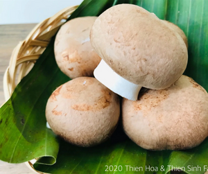 511 Tue-sgn Brawn Mushroom /Nấm mỡ nâu/ ブラウンマッシュルーム150g