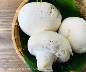 512 Wed-sgn White Mushroom/Nấm mỡ trắng/ ホワイトマッシュルーム150g