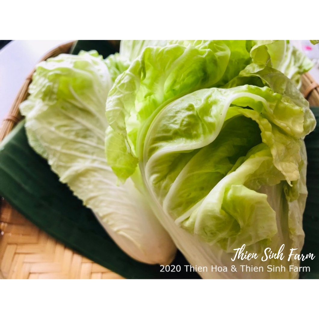 119 Wed-fam Chinese cabbage/Cải bẹ dún/白菜500g