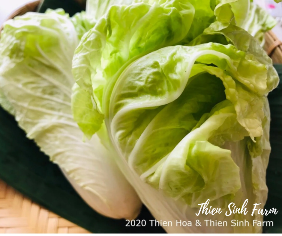 119 Tue-fam Chinese cabbage/Cải bẹ dún/白菜500g