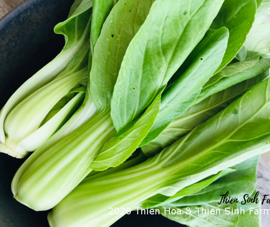 120 Fri-fam Bok choy/Cải thìa/チンゲン菜350g