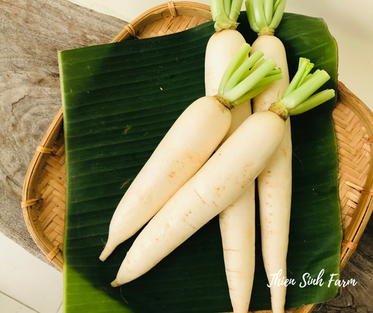 123 Fri-fam White radish/Củ cải nhật trắng/大根500g