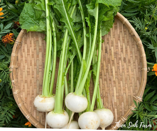 124 Wed-fam Turnip/Củ cải trắng tròn/小かぶ250g