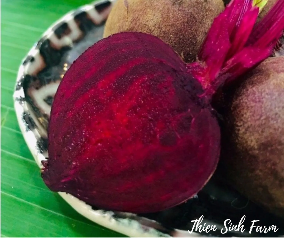 127 Thu-fam Beetroot/Củ dền/赤ビート400g