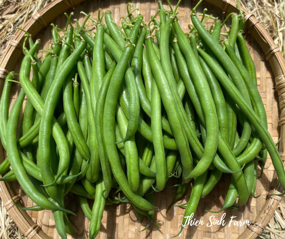 130 Mon-fam JP green bean/Đậu leo nhật/インゲン(細)200g