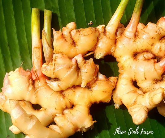 135 Thu-fam Ginger/Gừng/生姜100g