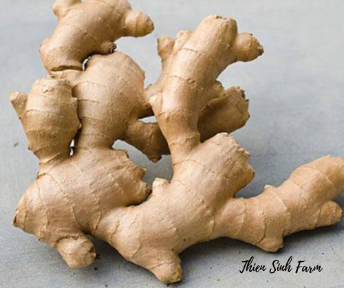 135 Tue-fam Ginger/Gừng/生姜100g