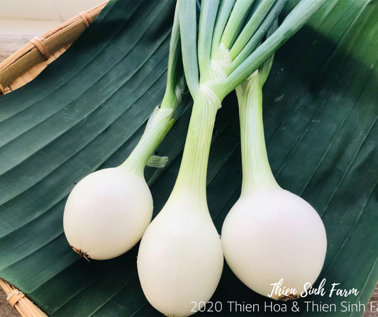 140 Thu-fam Fresh Onion/Hành tây tươi/葉玉ねぎ230g